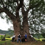 島根県で一番大きな木（楠）