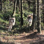 森に放たれたオオカミは野生の姿を垣間見せる