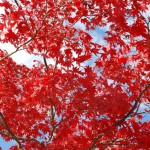 紅葉の赤と空の青がきれい