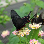 石垣島を再現した蝶の楽園