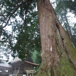 吉川八幡宮の檜御神木