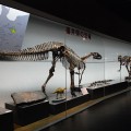 「フクイサウルス・テトリエンシス」の化石複製