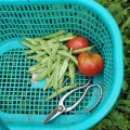 トマトとインゲンの収穫