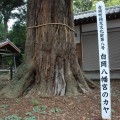 樹齢６００年のご神木「カヤ」