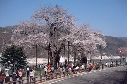 遅い春をむかえ満開の荘川桜
