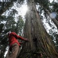 樹齢250年余の金山杉の巨木