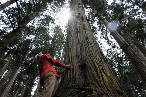 樹齢250年余の金山杉の巨木