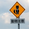 頻繁に見かけるキタキツネの注意標識