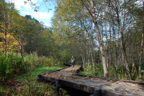 湿地には木道が整備されている
