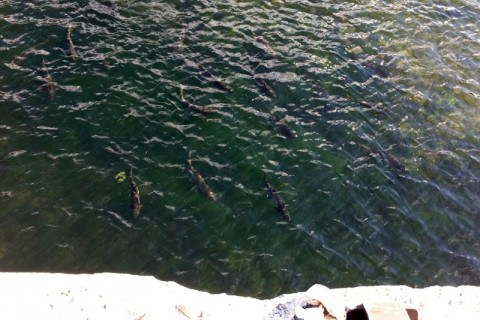 今年も唐丹町片岸川の鮭は帰ってきてくれた
