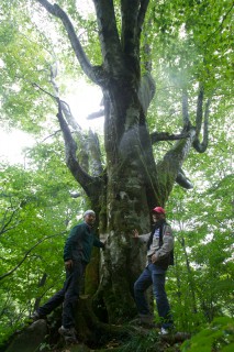 吉川さんが案内してくれた樹齢400年を超えるブナの巨木