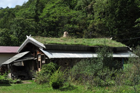 屋根が緑化されている