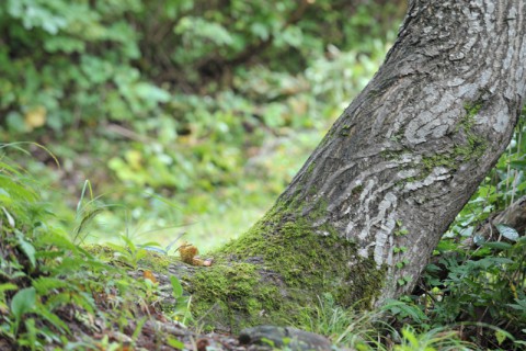 いたる所にやさしい自然が溢れている