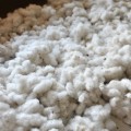 摘み取られた綿花
