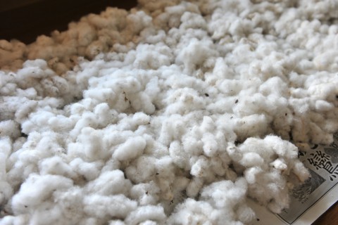 摘み取られた綿花