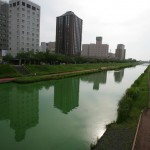 アオコの大量発生で鮮やかな緑色の桜川