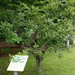 ニュートン邸のリンゴの木のクローン樹