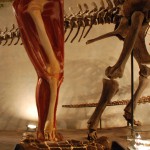 骨格標本に筋肉の付き方を並設