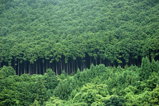 丁寧に管理された銘木「熊野ヒノキ」や「熊野スギ」の森は美しい