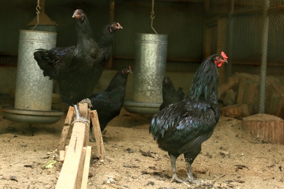 広々とした鶏舎で大切に飼育されている地域名産の駿河軍鶏。