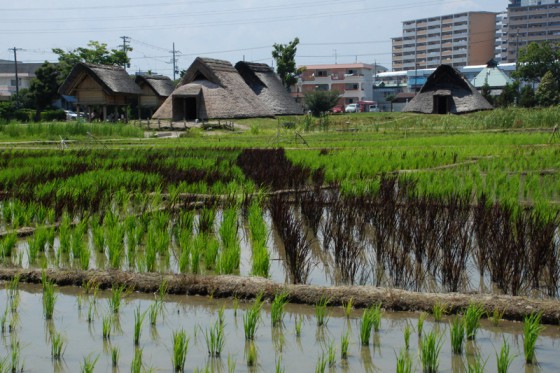通常のうるち米に混じって褐色の赤米（古代米）を近隣の小学生が栽培している。