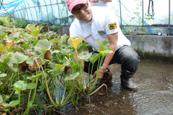 横田さんも収穫体験。しっかり根を張った山葵はなかなか抜けない。