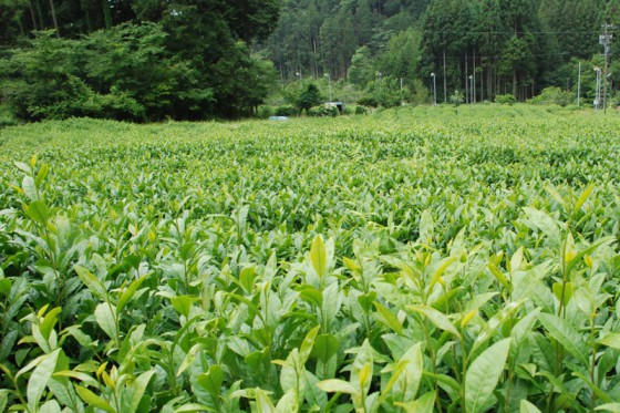 一日の気温差が激しい梅ヶ島は銘茶の産地としても知られる。