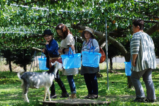 樋口果樹園のマスコットのやぎは人気者だ。