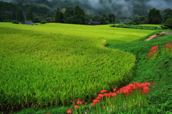 宿の周囲は米好きが指名する程旨い「球磨川源流米」の田んぼが広がる。