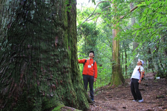 樹齢1,000年を越えると言われる幹周８メートルの平安杉。