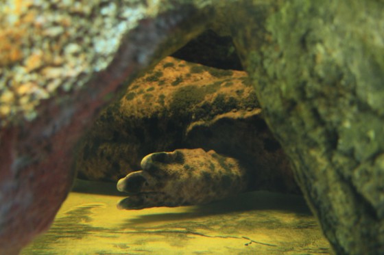 水槽内の穴に隠れているオオサンショウウオの足。